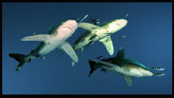 Sharks!!! by Dray Van Beeck 